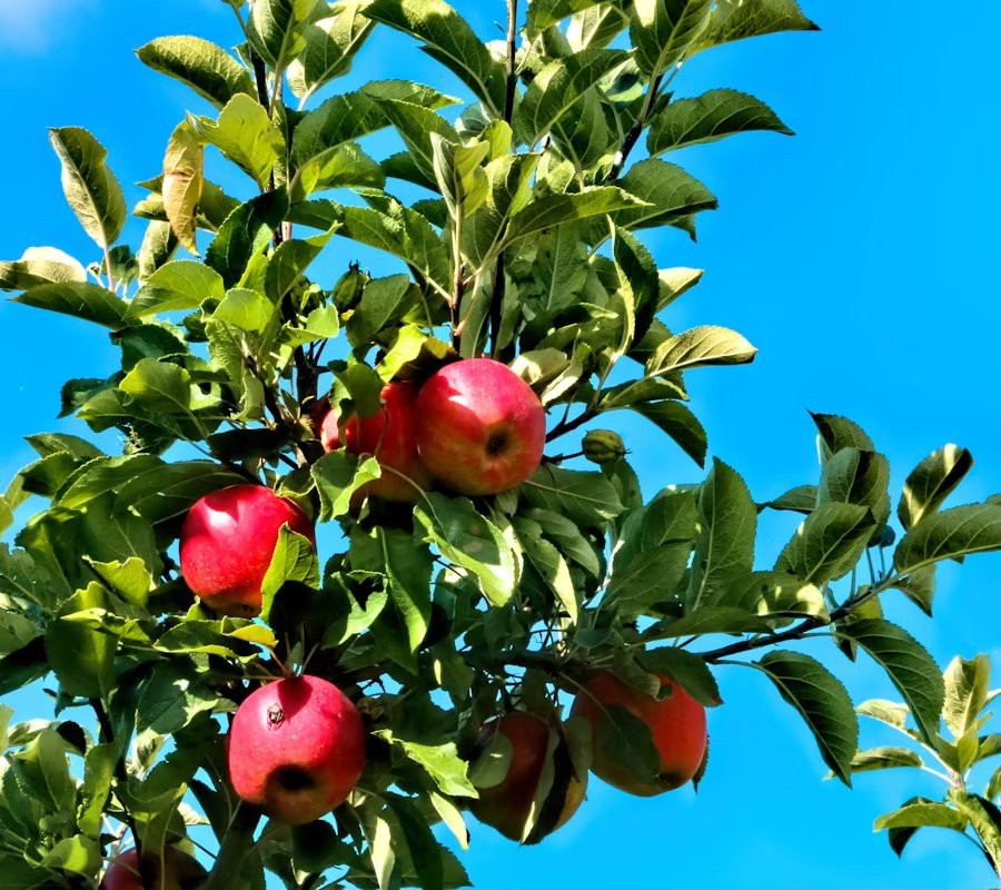Fresh Apple Juice